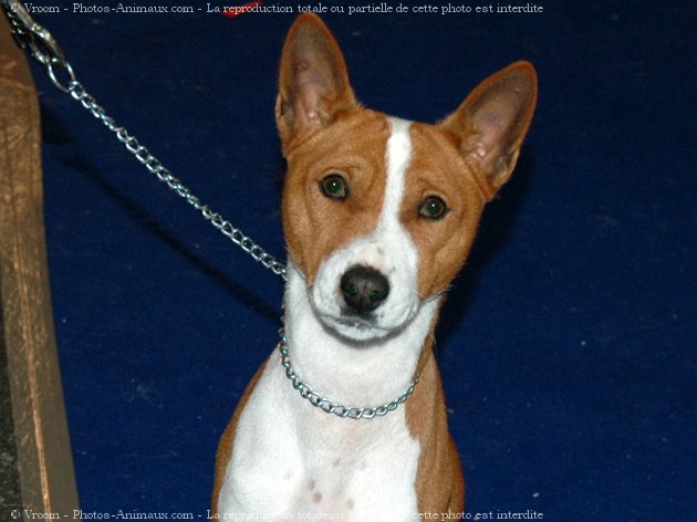 Photo de Basenji