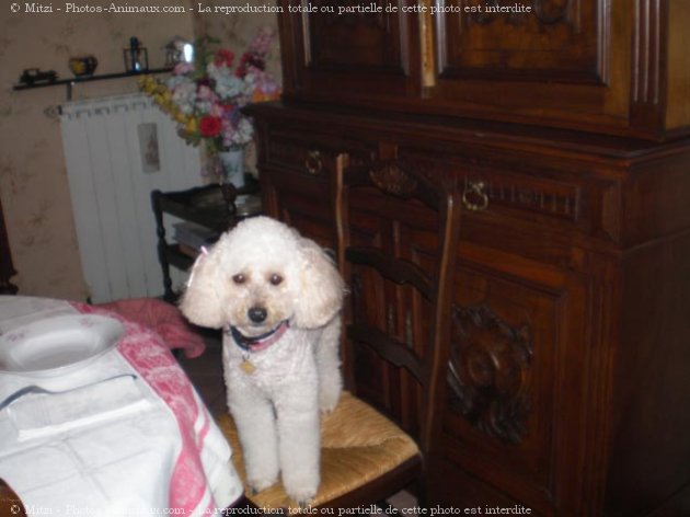 Photo de Caniche moyen