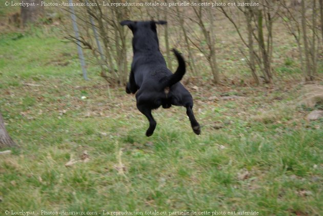 Photo de Labrador retriever