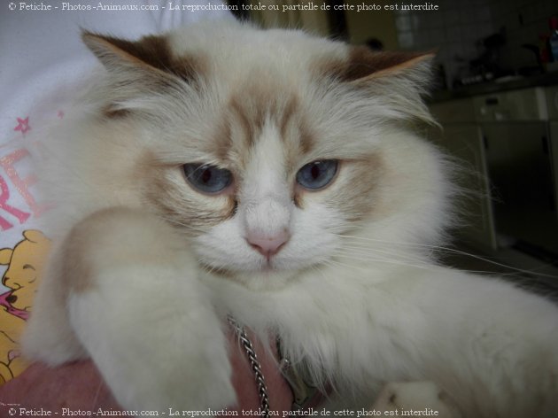 Photo de Ragdoll