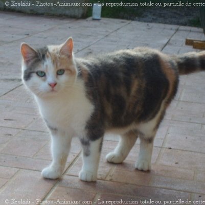 Photo de Chat domestique