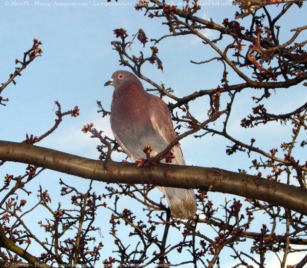 Photo de Pigeon