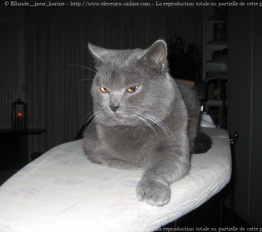 Photo de Chartreux