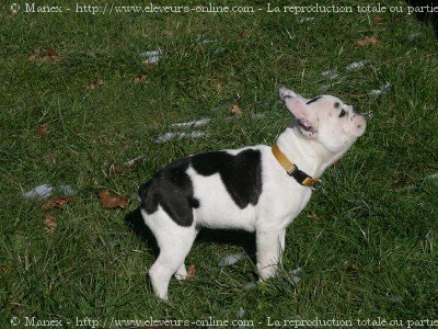 Photo de Bouledogue franais