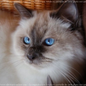 Photo de Sacr de birmanie