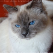 Photo de Sacr de birmanie