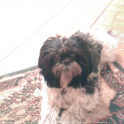 Photo de Shih tzu