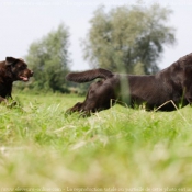 Photo de Labrador retriever