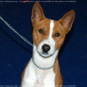 Photo de Basenji