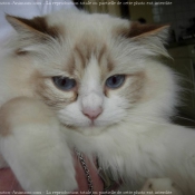 Photo de Ragdoll