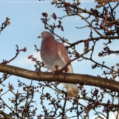 Photo de Pigeon