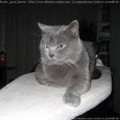 Photo de Chartreux