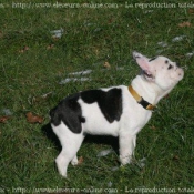 Photo de Bouledogue franais