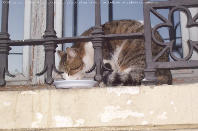 Photo de Chat domestique