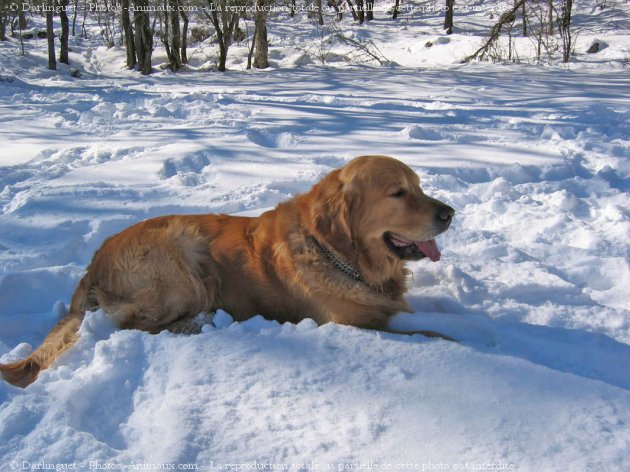 Photo de Golden retriever