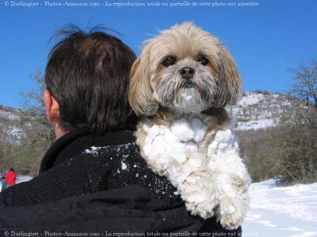 Photo de Lhassa apso