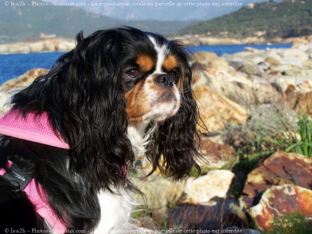 Photo de Cavalier king charles spaniel