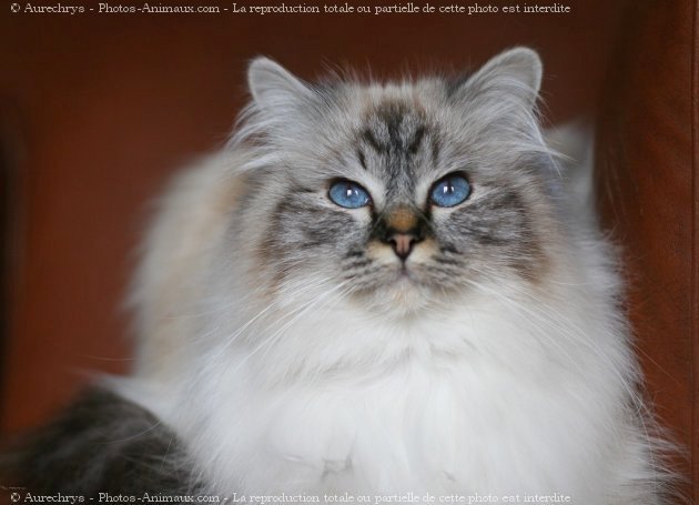 Photo de Sacr de birmanie