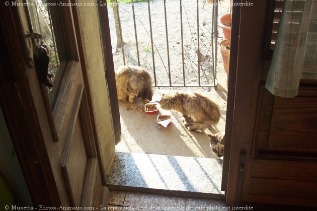 Photo de Chat domestique