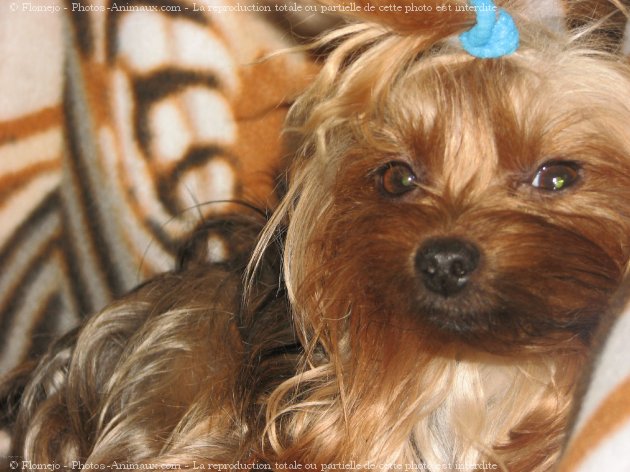 Photo de Yorkshire terrier