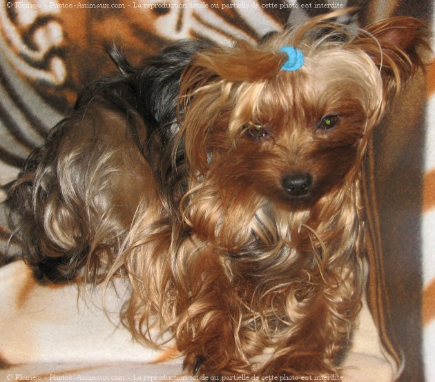 Photo de Yorkshire terrier