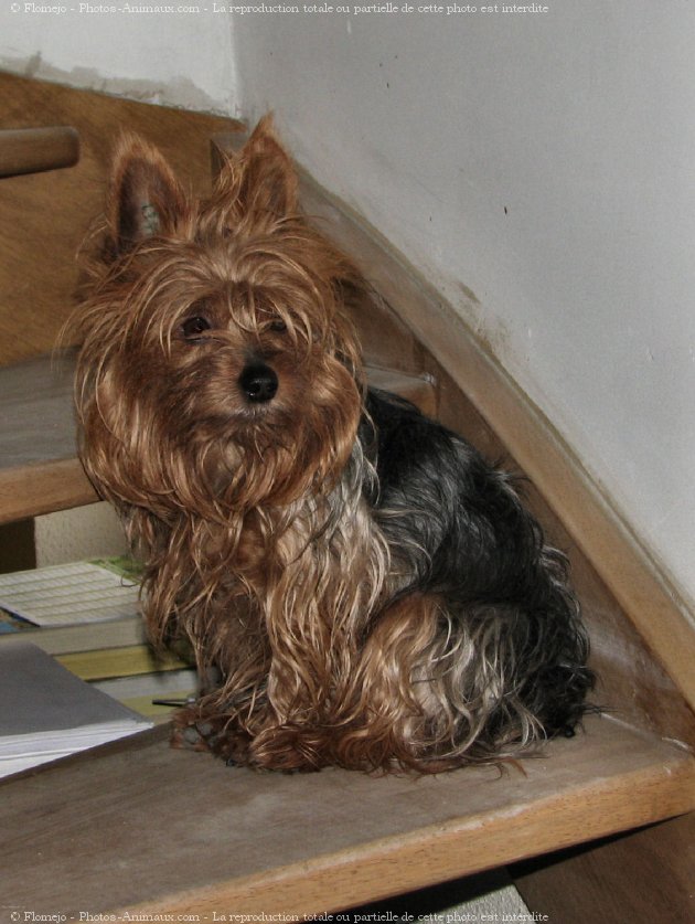 Photo de Yorkshire terrier