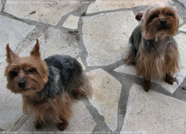 Photo de Yorkshire terrier