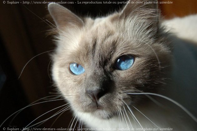 Photo de Sacr de birmanie