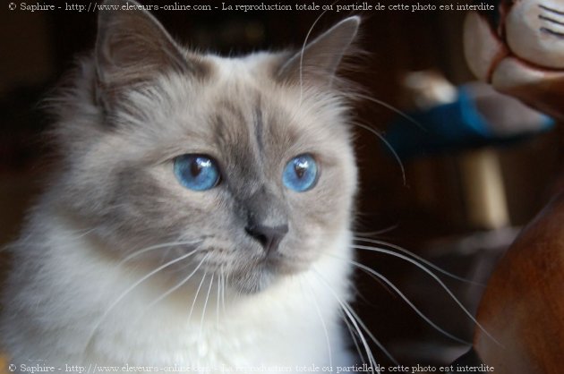 Photo de Sacr de birmanie