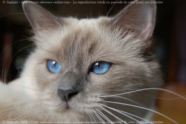 Photo de Sacr de birmanie