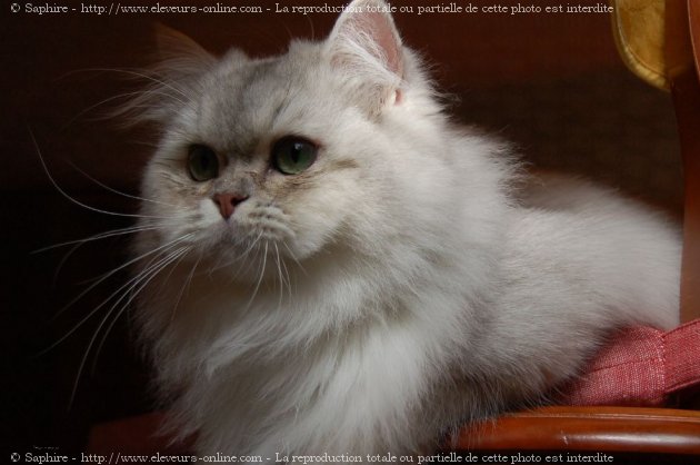 Photo de British longhair