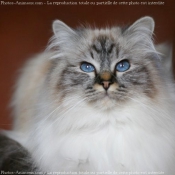 Photo de Sacr de birmanie