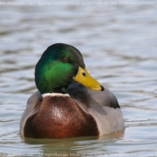 Photo de Canard