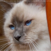 Photo de Sacr de birmanie