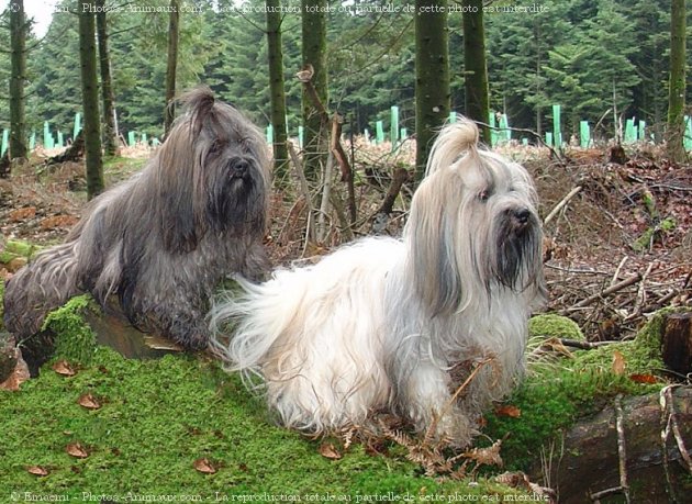 Photo de Lhassa apso