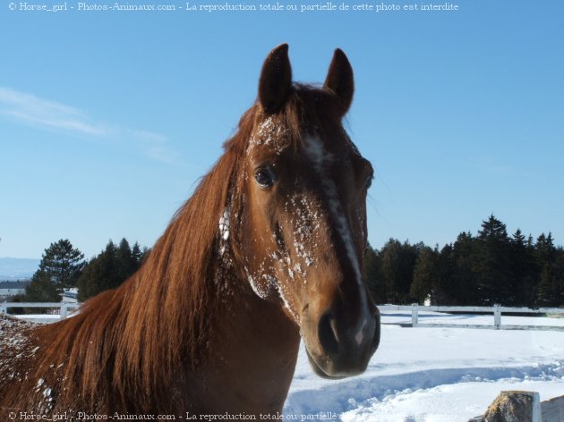 Photo de Quarter horse