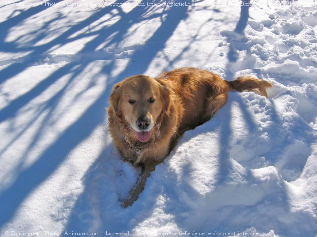 Photo de Golden retriever