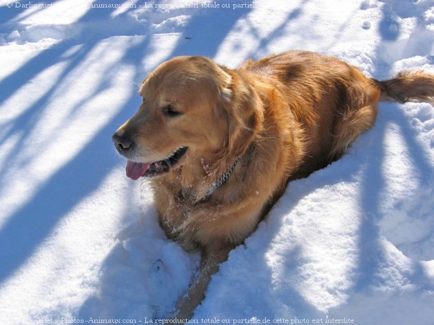 Photo de Golden retriever