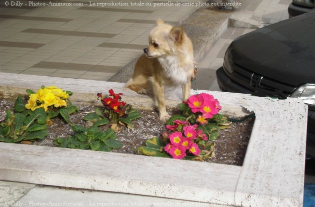 Photo de Chihuahua  poil long