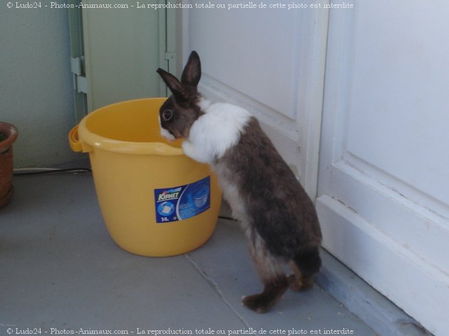 Photo de Lapin