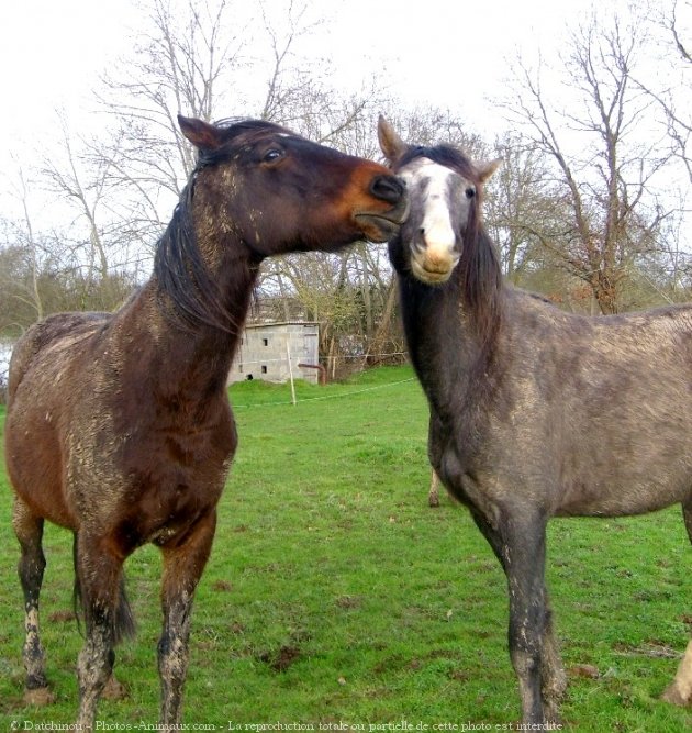 Photo de Races diffrentes