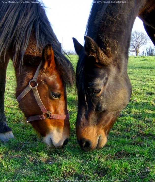 Photo de Races diffrentes