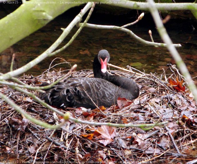 Photo de Cygne