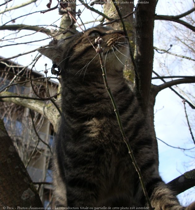 Photo de Chat domestique