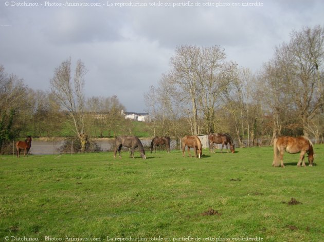 Photo de Races diffrentes