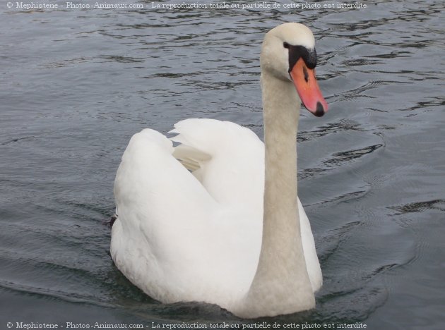 Photo de Cygne