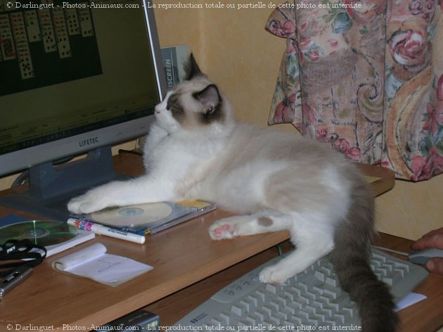 Photo de Ragdoll