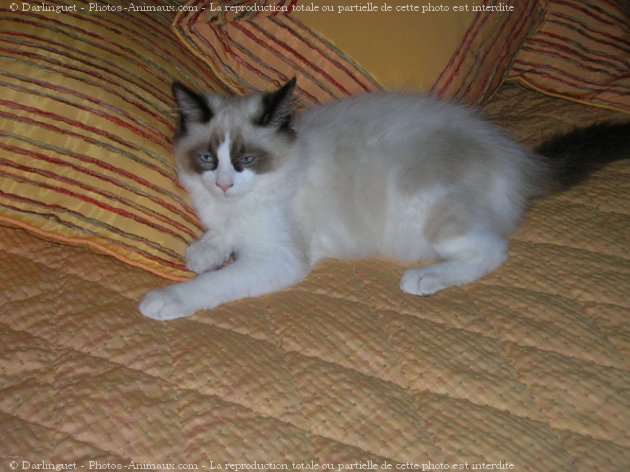 Photo de Ragdoll