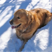 Photo de Golden retriever