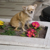 Photo de Chihuahua  poil long